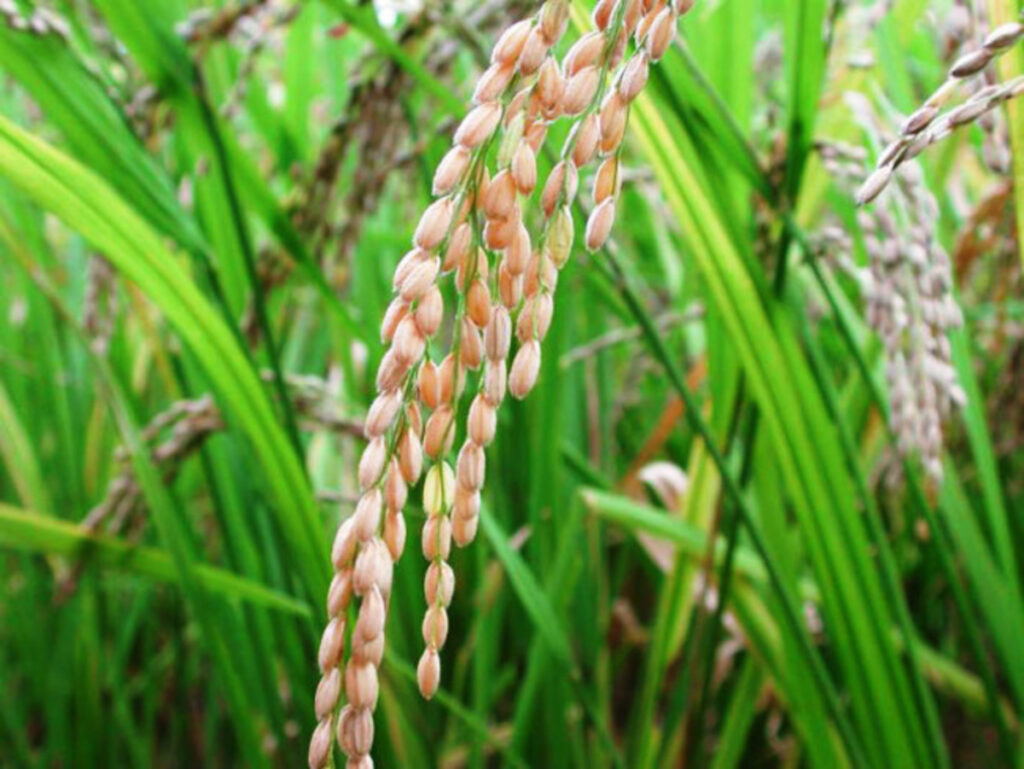 Planta de arroz